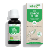 Ginkgo biloba (Ginkgo) G55